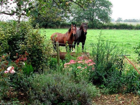 B&B Aux Gaietes De La Sabotiere Seloignes Luaran gambar